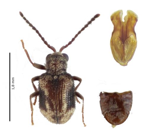 Réf. 363 515 : Sulcoptinus reunionensis